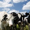 Lauksaimniekiem jāsamaksā ar saviem uzņēmumiem par ES kopējo politiku